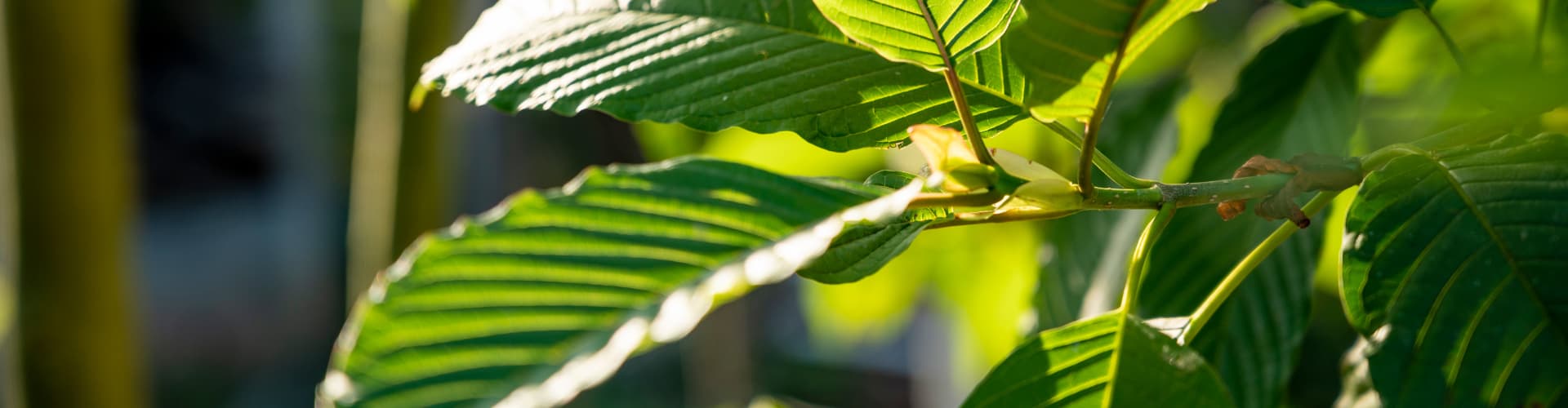 Gold Bali Kratom Effects & Benefits