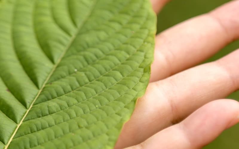 All You Need to Know About Gold Kali Kratom: A Guide from MIT45